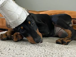 Lilly laying down cute May 12 23.webp