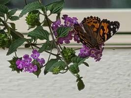 20260815_131659.webp