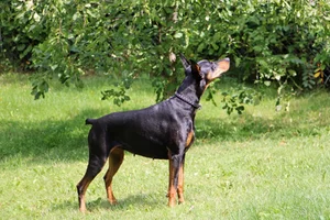 Sniffing air from side Aug 22 26.webp