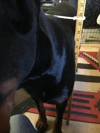 dog measure.webp