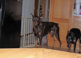 Both waiting for dinner Aug 23 26.webp
