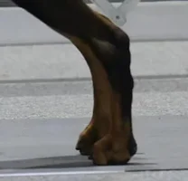 cat foot exaggerated.webp