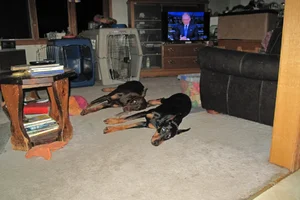 Napping together on floor Sept 1 26.webp