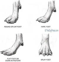 feet-dog-splayed-pr-flat-ss_orig-2923443711.webp