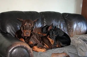 Both sunggled on couch alert Sept 3 26.webp