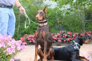 Zastava sitting alert Sept 11 26.webp