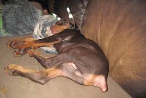 Sleeping on couch tongue out Dec 12 22.webp