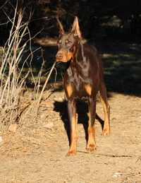 Alert in yard from front Dec 7 23.webp