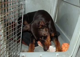 Laying with frozen bone from Sabrina Sept 21 26.webp