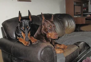 Both on couch looking judemental Sept 25 26.webp