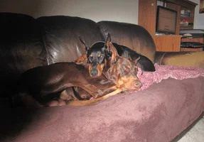 Both snugg;ed pm couch Oct 7 26.webp