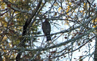 Hawk in tree Oct 18 26.webp