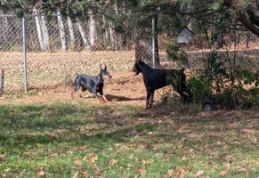 Both playing in yard Lisa photo Oct 19 26.webp