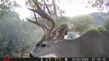4 pointer back fence.webp