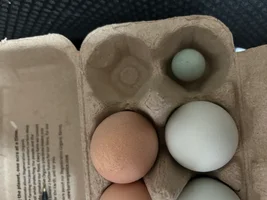 fart egg.webp