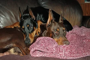 Both snugg;ed on couch Oct 27 26.webp
