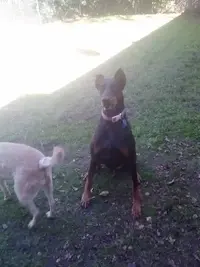 1023131516a (600x800).webp