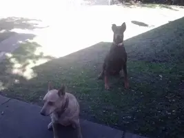 1023131516c (800x600).webp