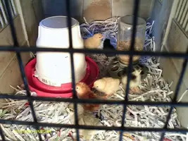 Babychicks.webp