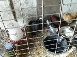 Chicksn2.webp