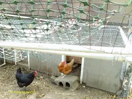 Chicks1.webp