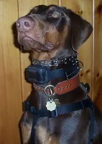 collars.webp