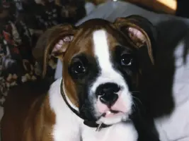 UBU puppy shot sized.webp