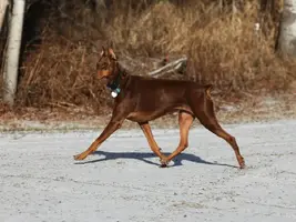 Trotting alert Nov 23 13 sized.webp
