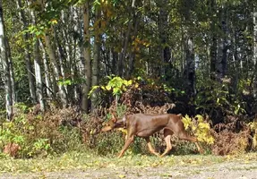 Trotting in front of Birch trees Sept 30 11 sized.webp