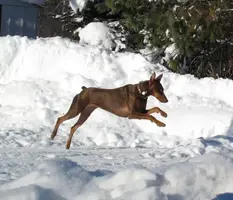 Jumping in snow Dec 10 sized.webp