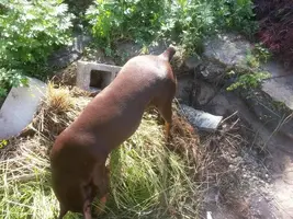 RS_20140608_091436-AnnaInspecting.webp