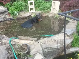 RS_20140608_180616-CooperHippo.webp