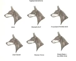 DP Head Deviations.webp