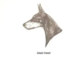 DP Ideal Head.webp