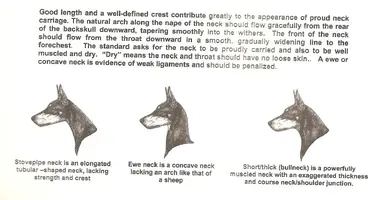DP Neck Faults.webp