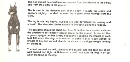 DP Forequarters2.webp