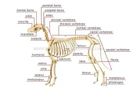 skeleton-dog.webp