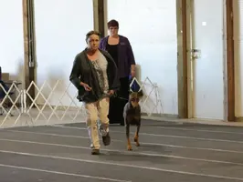 Della and me pacing out of corner with judge.webp