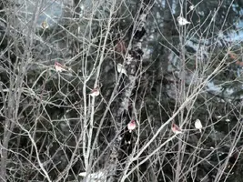 Finch group in tree closer Jan 11 15.webp