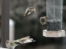 Finches flying to feeder Jan 11 15.webp