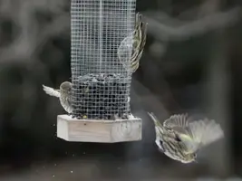 Finch flying at feeder Jan 11 15.webp