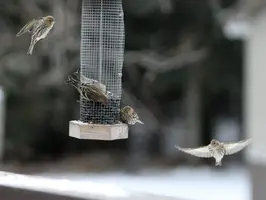 Finches flying by feeder 2 Jan 11 15.webp