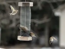 Finches flying by feeder Jan 11 15.webp