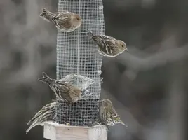 Finch group at feeder closer Jan 11 15.webp