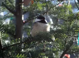 Chieckadee in Christmas tree closer Dec 30 14.webp