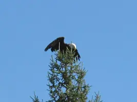 Eagle in tree top spreading wings Sept 17 13.webp