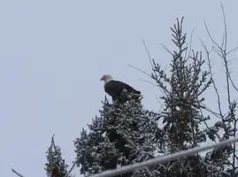 Eagle in treetop 5 Jan 29 13.webp