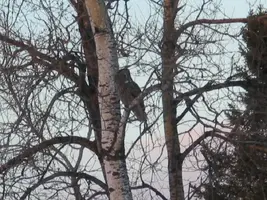 Great Grey out BR window looking Feb 05.webp