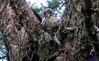 Great Grey owlet better May 2004.webp