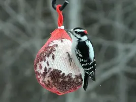 Woodpecker on suet ball closer Jan 16 15.webp